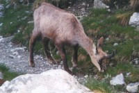 /album/faunes-et-flores-de-montagne1/chamois1-jpg/