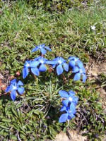 /album/faunes-et-flores-de-montagne1/dscf0107-jpg/