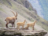 /album/faunes-et-flores-de-montagne1/dscf0153-jpg/